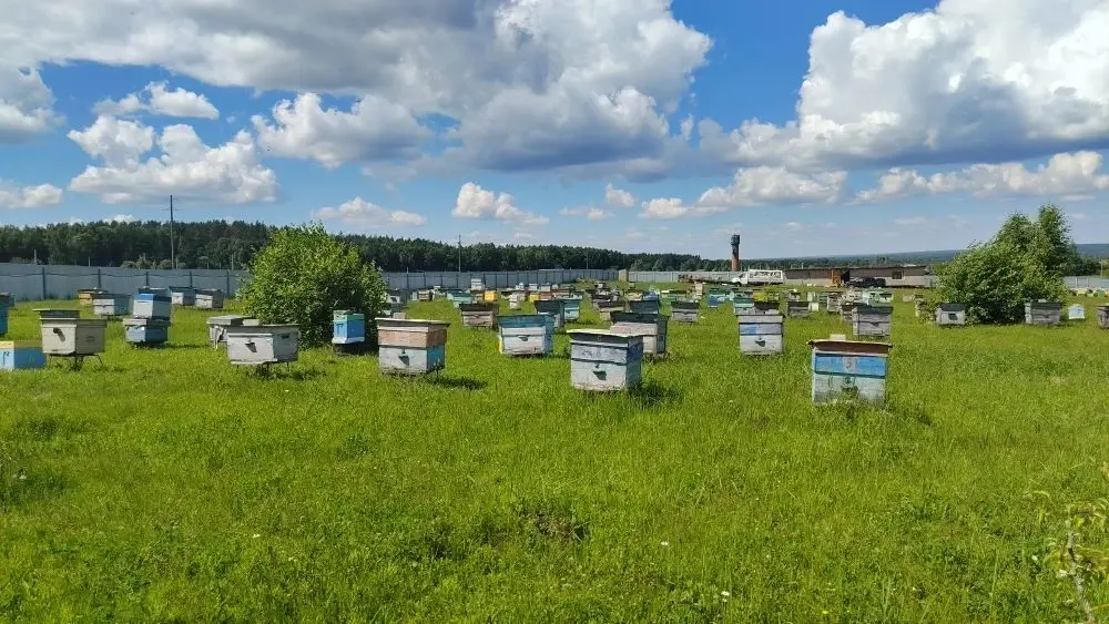 Стационарная пасека — вид на все ульи
