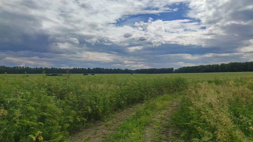 Поле рядом с пасекой