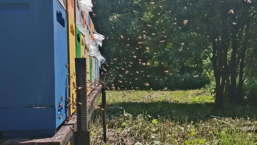 Рой пчёл на пасеке
