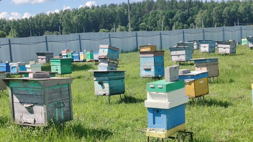 Ульи на пасеке