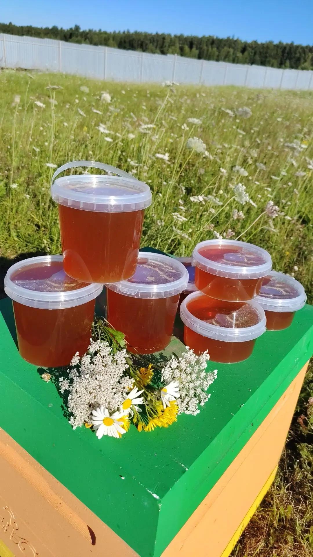 Свежий липовый мёд — уже в банках 🍯 — фото 1 — Пасека Ермакова