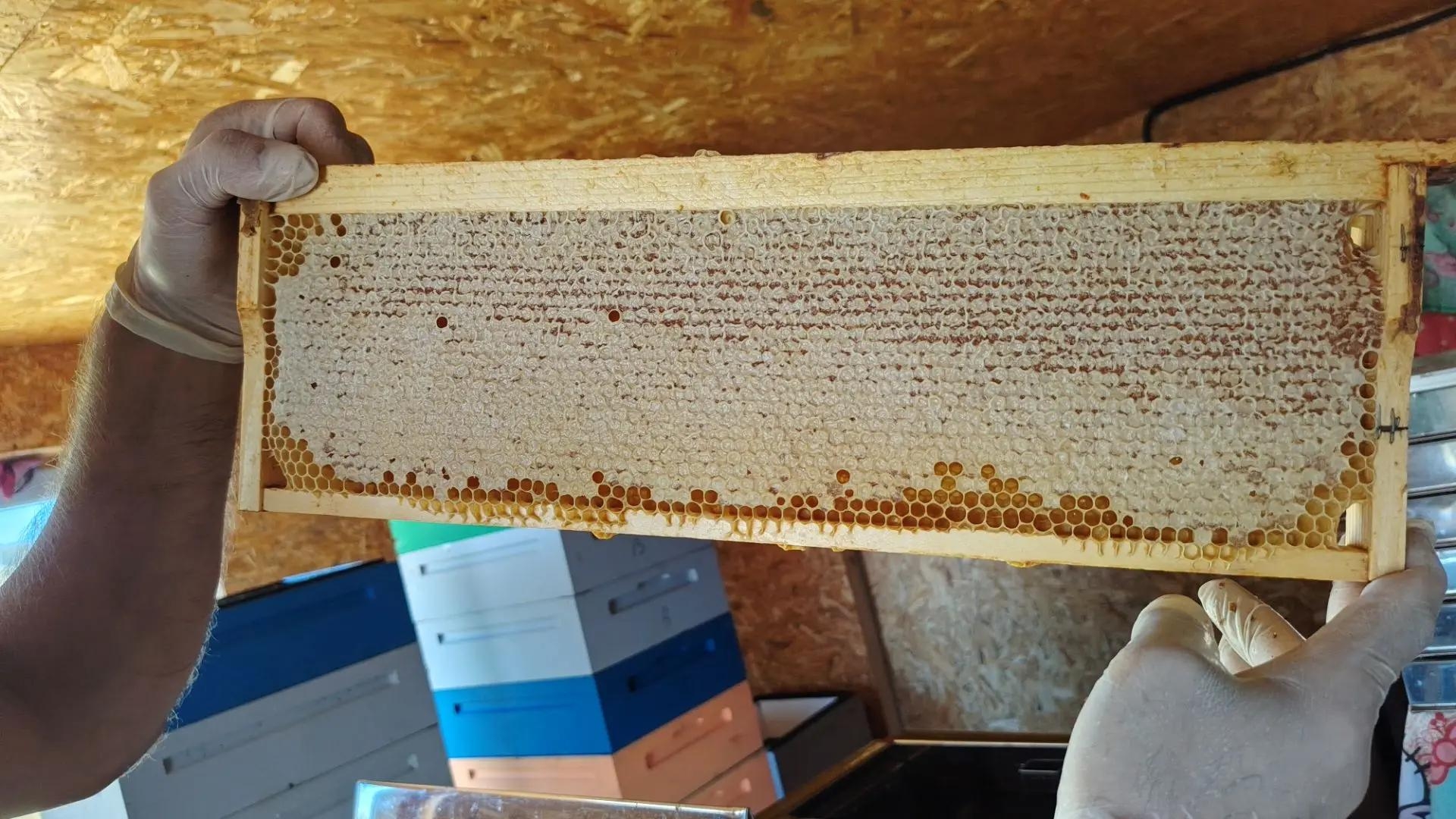 Свежий липовый мёд — уже в банках 🍯 — фото 4 — Пасека Ермакова