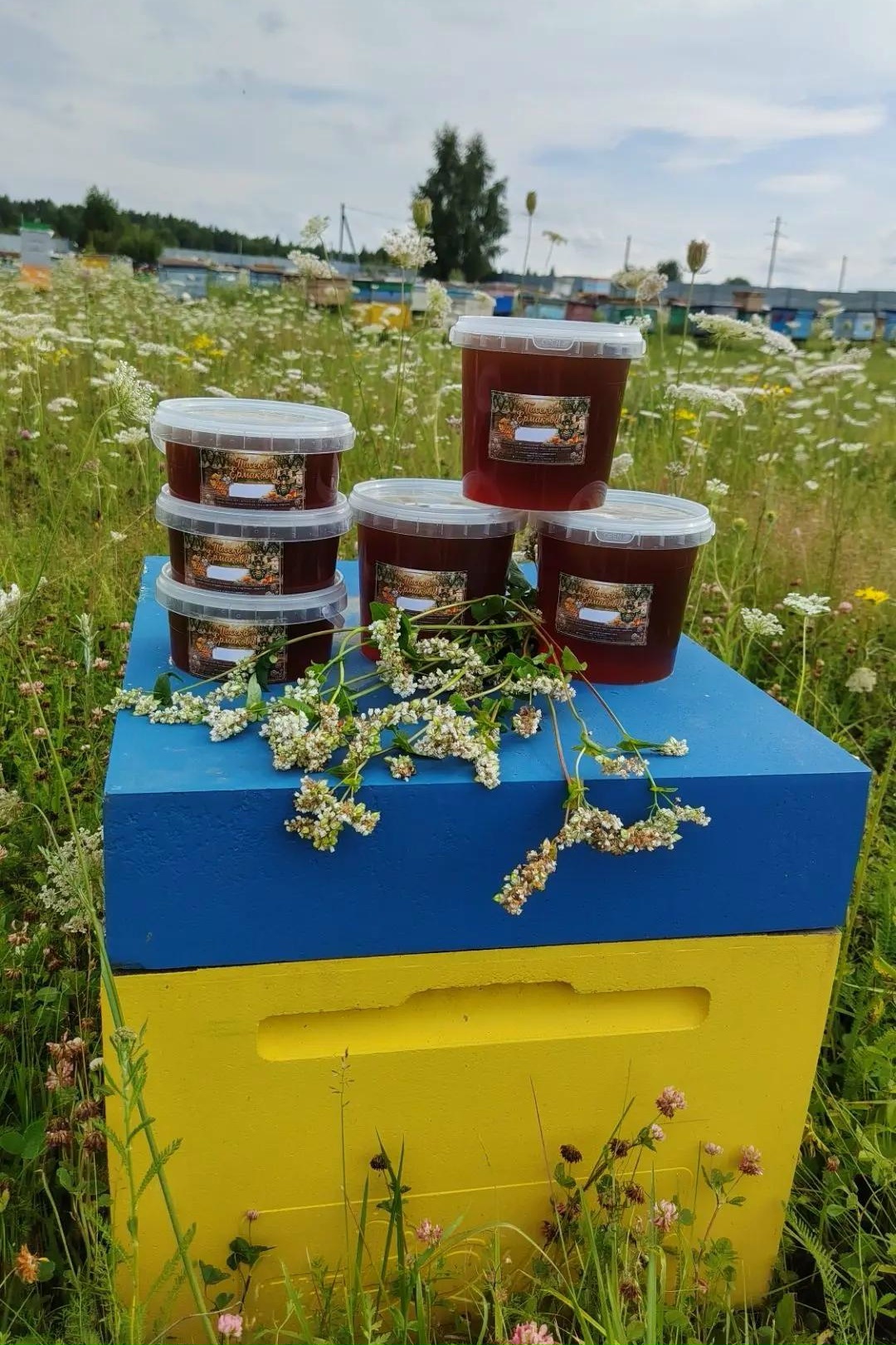 Гречишный мёд готов — тёмный, крепкий, ароматный 🌾 — Пасека Ермакова
