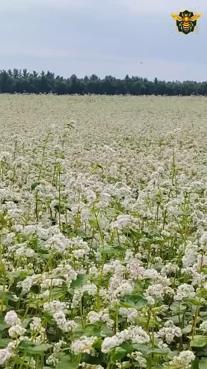Видео: Видео с пасеки 🐝 — Пасека Ермакова