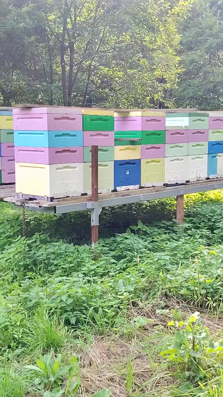 Видео: Видео с пасеки 🐝 — Пасека Ермакова