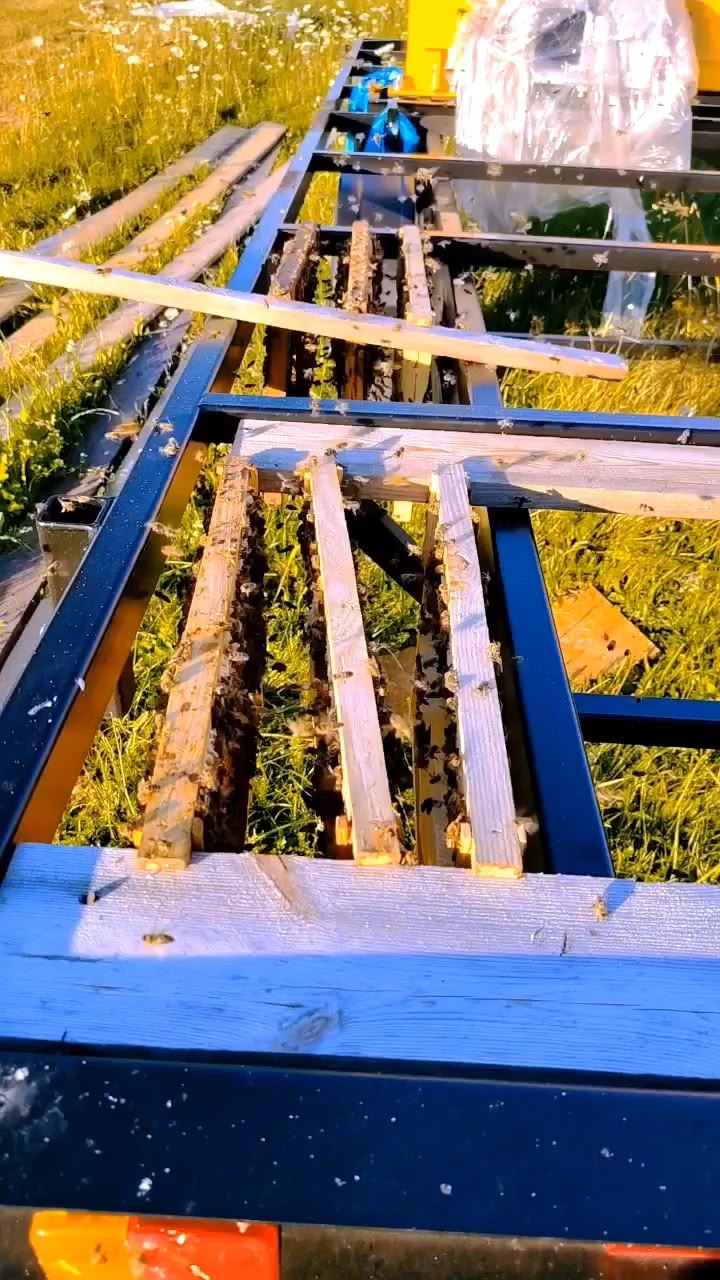 Видео: Видео с пасеки 🐝 — Пасека Ермакова
