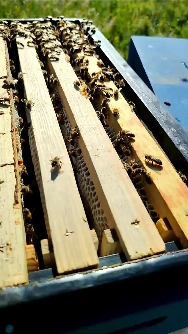 Видео: Видео с пасеки 🐝 — Пасека Ермакова