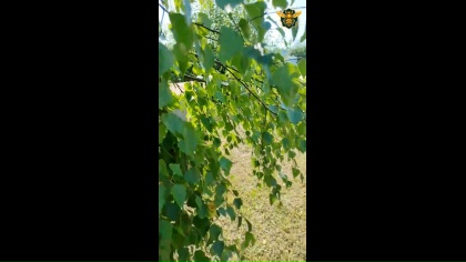 Видео: Видео с пасеки 🐝 — Пасека Ермакова